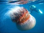 medusa1_081205.jpg