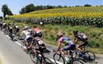 tdf15st10-sunflowers.jpg