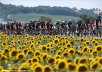 tdf15st13-sunflowers.jpg