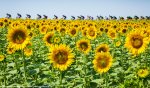 tdf15st13bb-298sunflowers.jpg