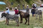 tdf15st19-donkeys-big.jpg