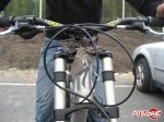 pbpic1396822.jpg