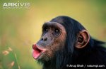 Chimpanzee (Pan troglodytes).jpg