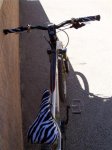 -zebra-_007__small_.jpg