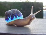 m_caracol copia (Small).jpg