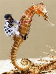 m_montandoacaballo (Small).jpg