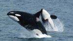 Killerwhales_jumping-960x623.jpg
