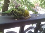 IMG_20140525_171654.jpg