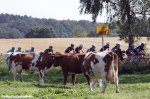 vattenfall15-cows-peloton-big.jpg