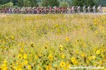 usapcpv15st6dp-13-flowers-920.jpg
