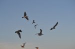 DSC_8717.jpg