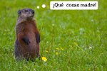 marmota_comic.jpg