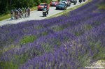tdf15-lavender-1200.jpg