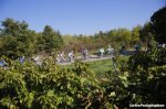 tinkoff-croatia15-trees-1200.jpg