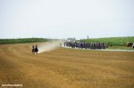 tdf15st10-field-horses-1200.jpg