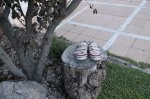 _MG_7111.JPG