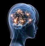 cerebro mujer2.jpg