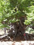arbol2.jpg