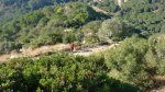BURRIAC 27-12-2015 036.JPG