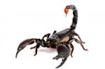 escorpion negro.jpg