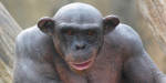 Cinder-chimpance-calvo.png