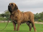 razas-de-perros-fila-brasileiro.jpg