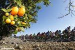valencia16st2-orange-tree-1200.jpg