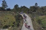 algarve16st5-trees-1200.jpg