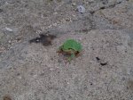 mini-DSC02872.JPG