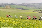 strade16af-flowers.jpg