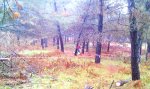 IMAG0453.jpg