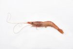 gambas-marisco-huelva.jpg