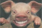 cerdo%20grande.jpg