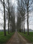 roubaix12-13trees620.jpg