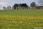 amstel16-flowers-1000.jpg