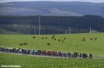 liege16-peloton-cows-920.jpg
