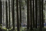 liege16-trees-1000.jpg