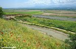 turkey16st7-poppies-1000.jpg