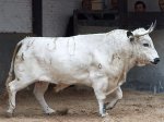 toro_sabanero.jpg