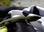 DSCN5180.jpg