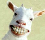 dentinhos[1].jpg