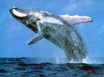 humpback_whale.jpg
