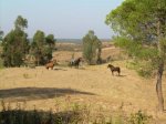 Via Verde Los Molinos de Agua 027.jpg