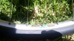 IMG_20160622_160953.jpg