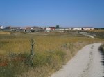 escarabajosa-2 .JPG