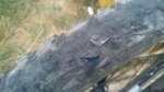 IMG_20160704_201643.jpg