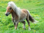 poni.jpg