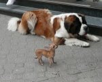 IMG_2768.JPG