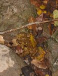 ExcursiÃ³n rÃ­o Palancia 014.jpg