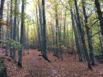 IMG_5931.JPG